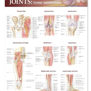 Joints of The Lower Extremities Anatomical Chart-ISBN: 9780781786607