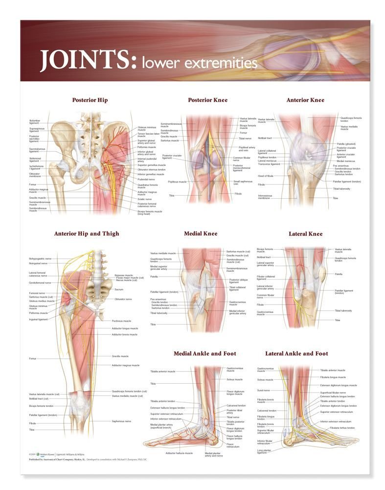 Joints of The Lower Extremities Anatomical Chart-ISBN: 9780781786607