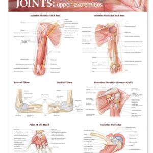 ACC Joints of The Upper Extremities Anatomical Chart-ISBN: 9780781786560