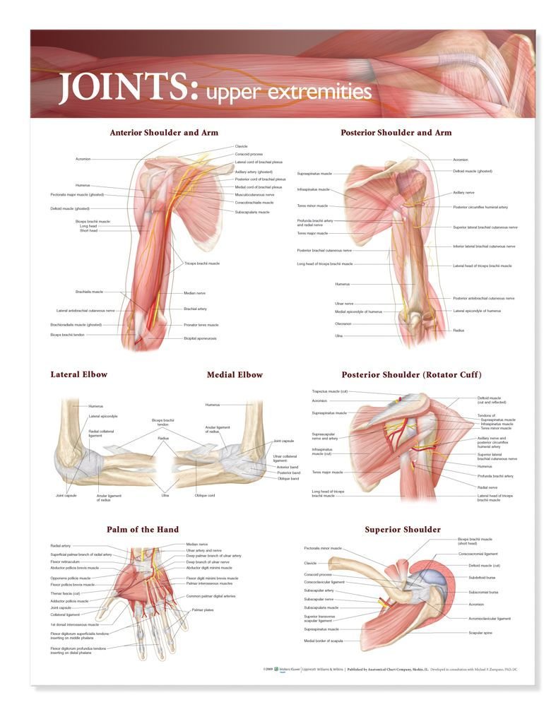 ACC Joints of The Upper Extremities Anatomical Chart-ISBN: 9780781786560