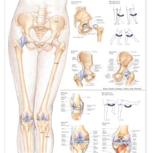 Hip and Knee Anatomical Chart-ISBN: 9781587798658