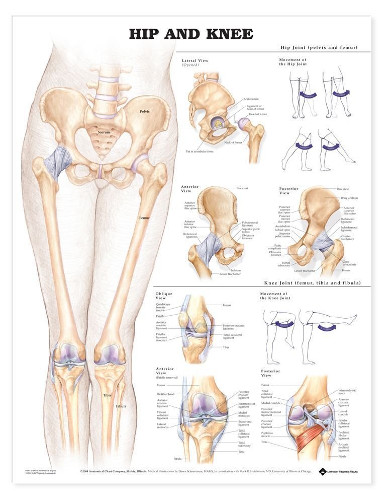 Hip and Knee Anatomical Chart-ISBN: 9781587798658