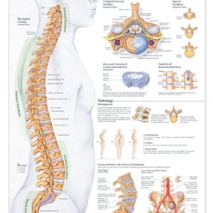 ACC Human Spine Disorders Anatomical Chart-ISBN: 433599014637