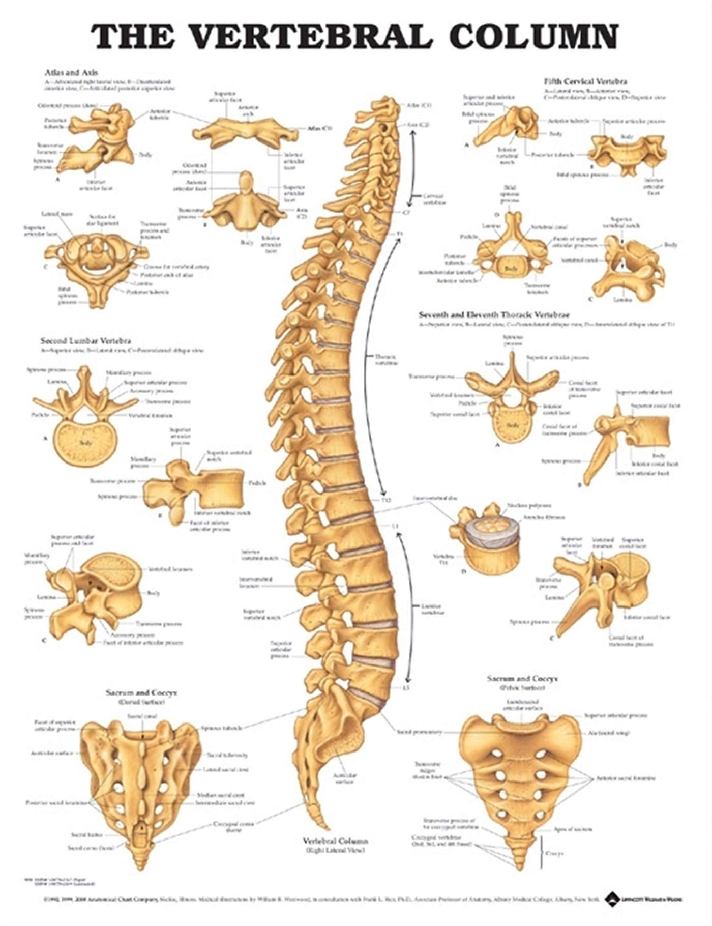 The Vertebral Column Anatomical Chart-ISBN: 9781587792113