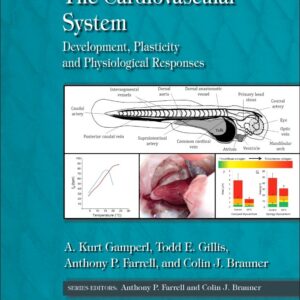 The Cardiovascular System: Development