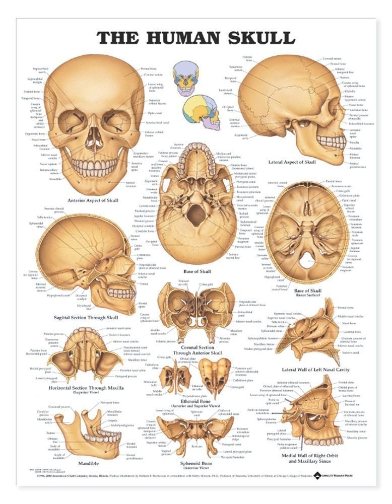 The Human Skull Anatomical Chart-ISBN: 9781587791680