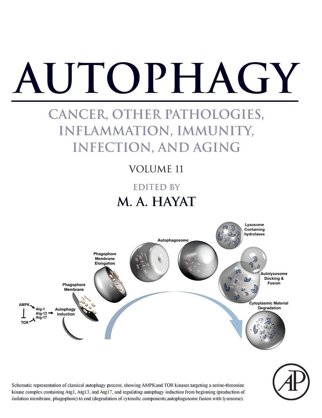 Autophagy: Cancer