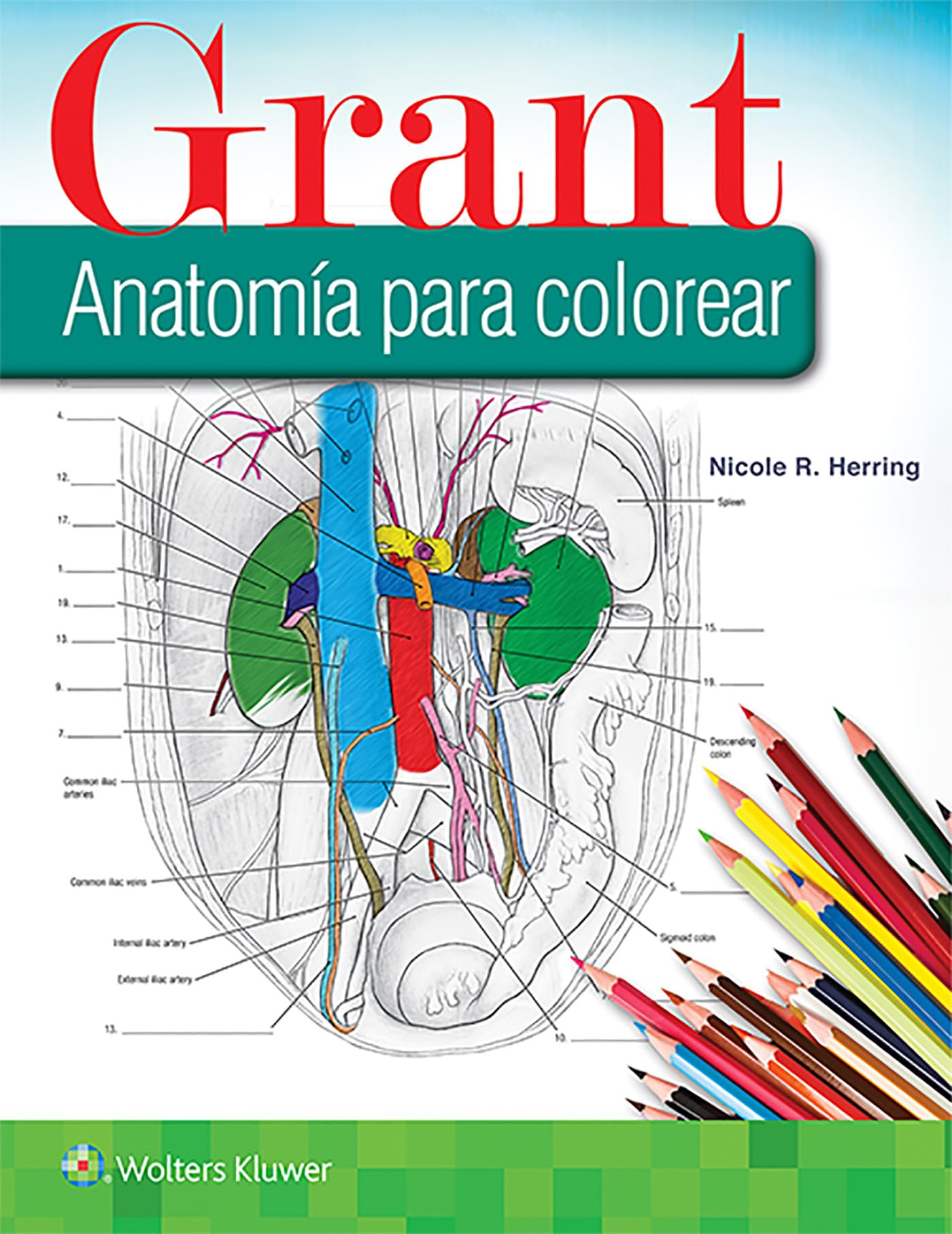 Grant. AnatomÃa para colorear (Spanish Edition)-ISBN: 9788417602505