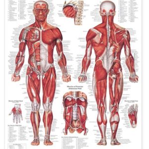 The Muscular System Giant Chart-ISBN: 9781587799815