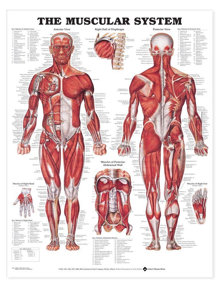 The Muscular System Giant Chart-ISBN: 9781587799815