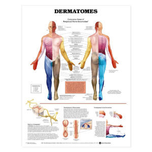 Dermatomes Anatomical Chart-ISBN: 90378349689