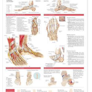 Anatomy and Injuries of the Foot and Ankle-ISBN: 9781587798375