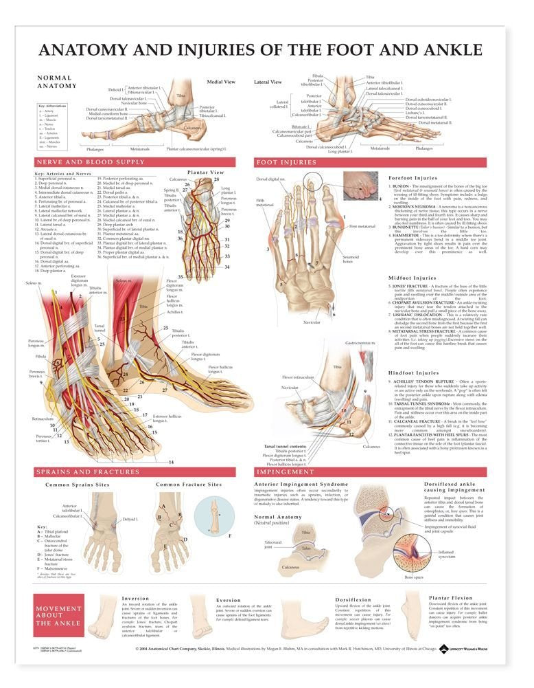 Anatomy and Injuries of the Foot and Ankle-ISBN: 9781587798375