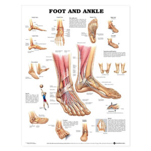 Foot and Ankle Anatomical Chart-ISBN: 9781587791383