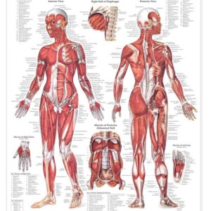 The Female Muscular System Anatomical Chart-ISBN: 713012989224
