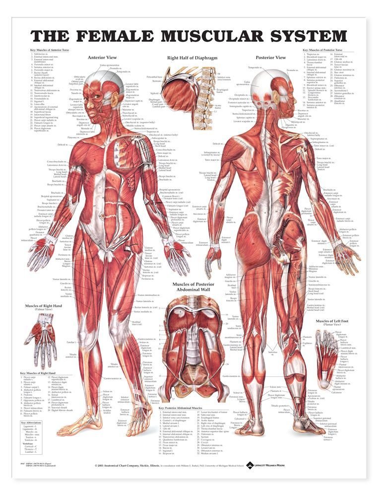 The Female Muscular System Anatomical Chart-ISBN: 713012989224
