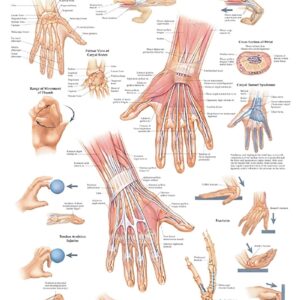 Hand and Wrist Anatomical Chart-ISBN: 9781587791437