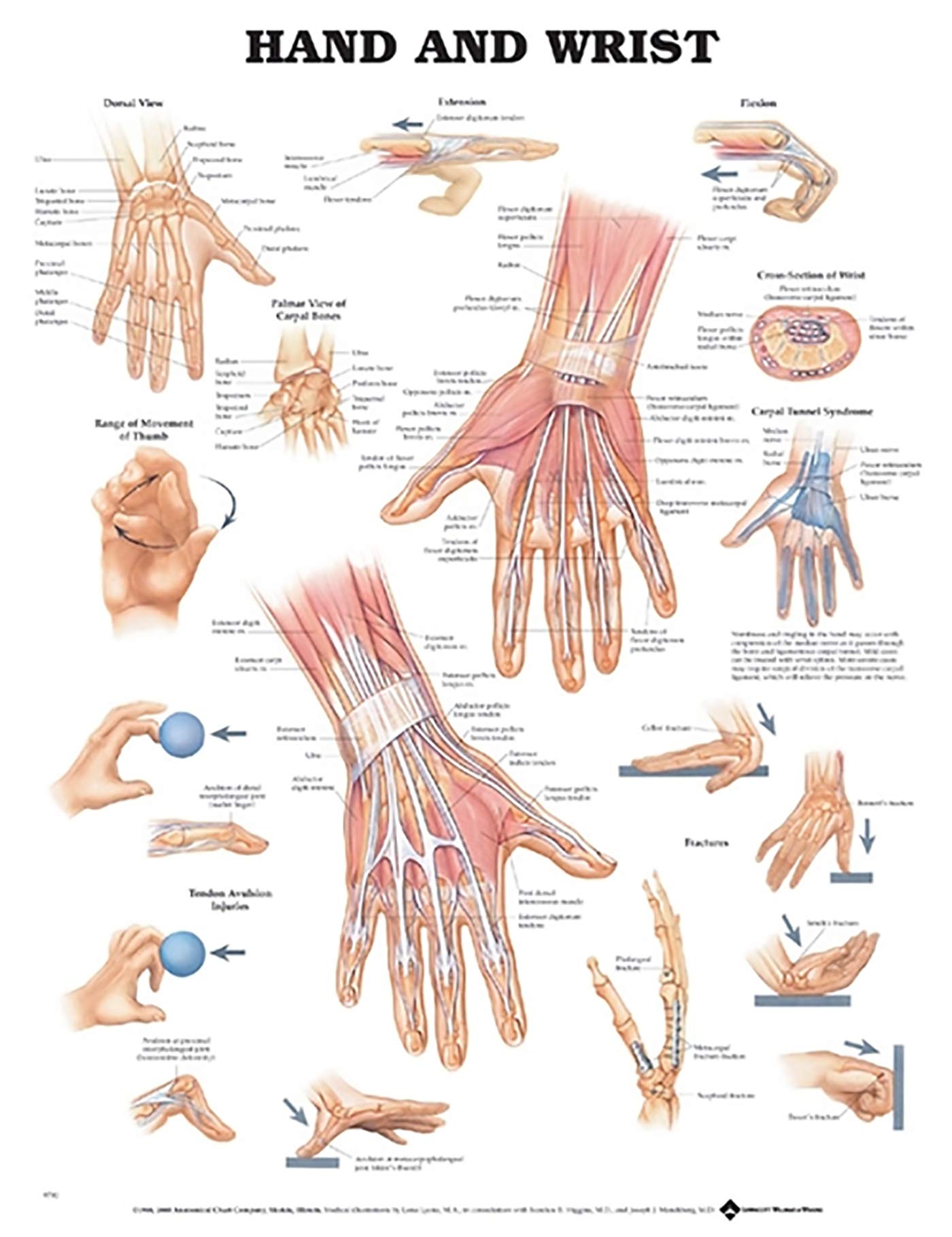 Hand and Wrist Anatomical Chart-ISBN: 9781587791437