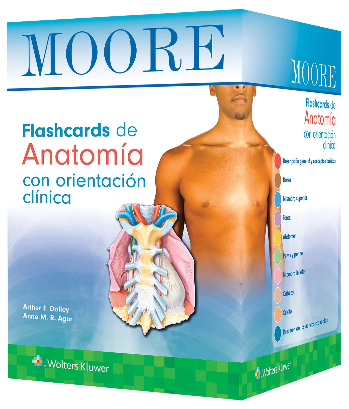 Moore. Flashcards de AnatomÃa con orientación clÃnica (Spanish Edition)-ISBN: 9788410022201