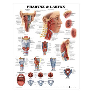 Pharynx & Larynx Anatomical Chart-ISBN: 9781587791819