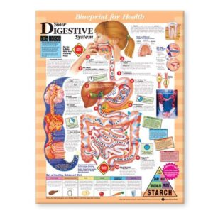 Blueprint for Health Your Digestive System Chart-ISBN: 9781587797392
