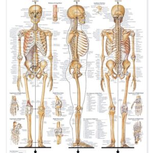The Skeletal System Giant Chart-ISBN: 9781587799822
