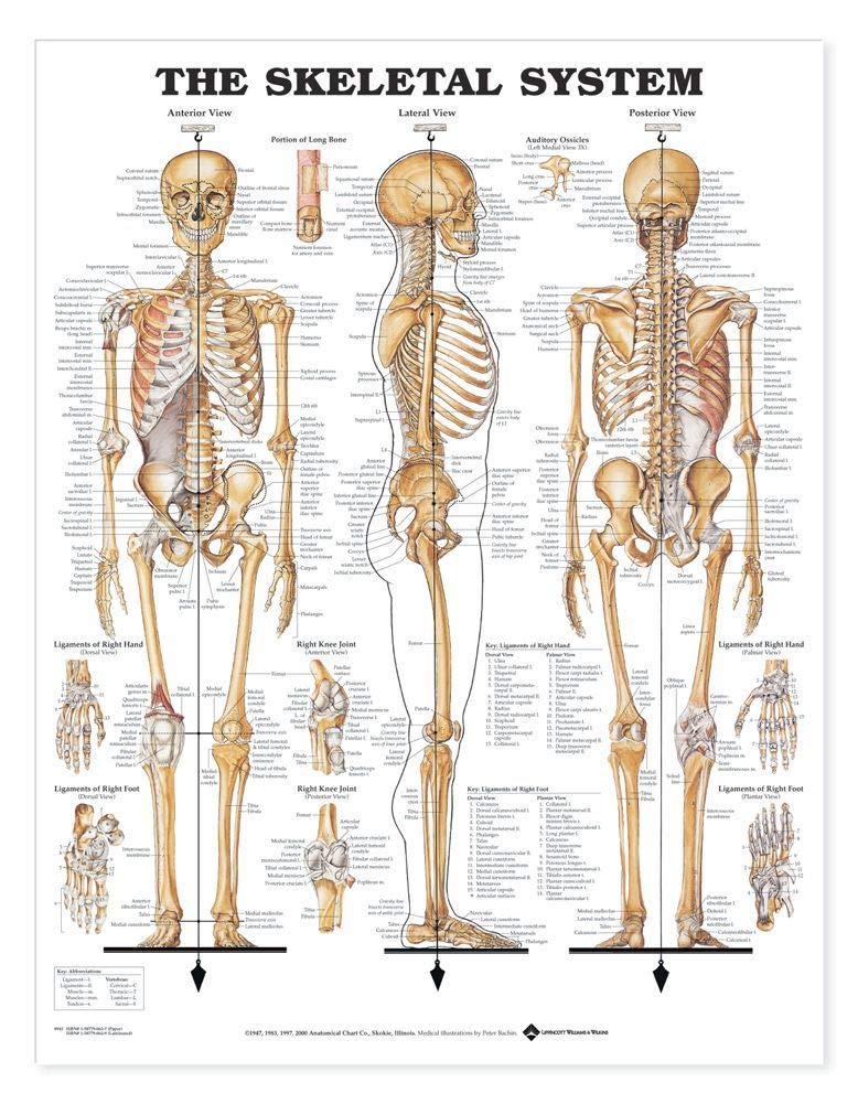 The Skeletal System Giant Chart-ISBN: 9781587799822