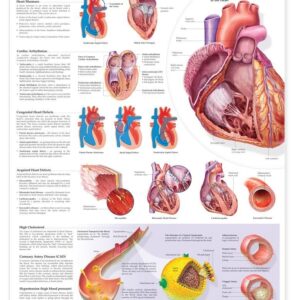 Heart Conditions-ISBN: 9781587798825