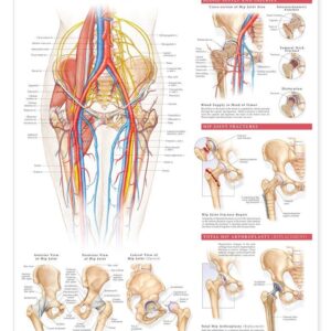 Anatomy and Injuries of The Hip Anatomical Chart-ISBN: 9781587793820