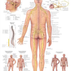The Spinal Nerves Anatomical Chart-ISBN: 9781587792069