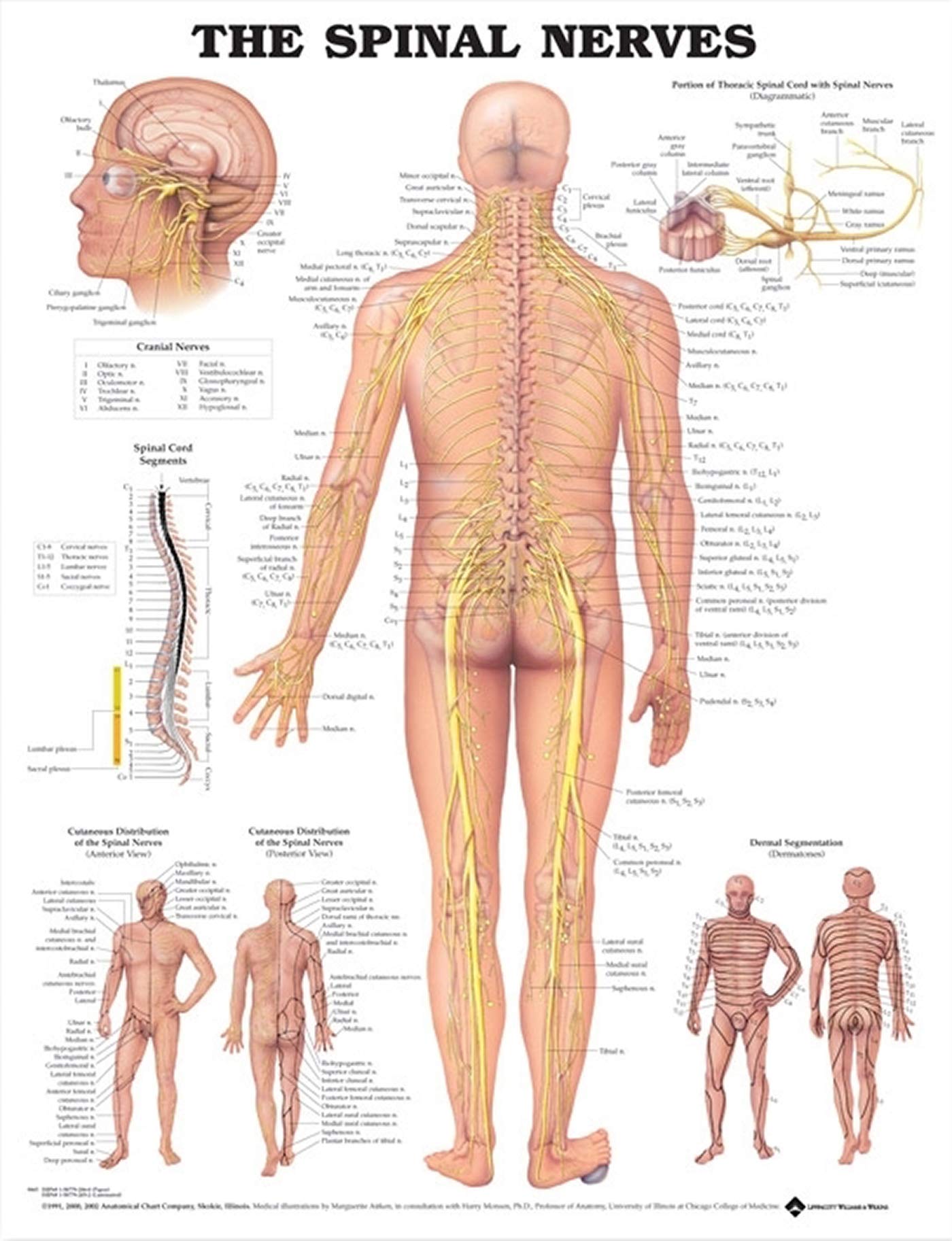 The Spinal Nerves Anatomical Chart-ISBN: 9781587792069