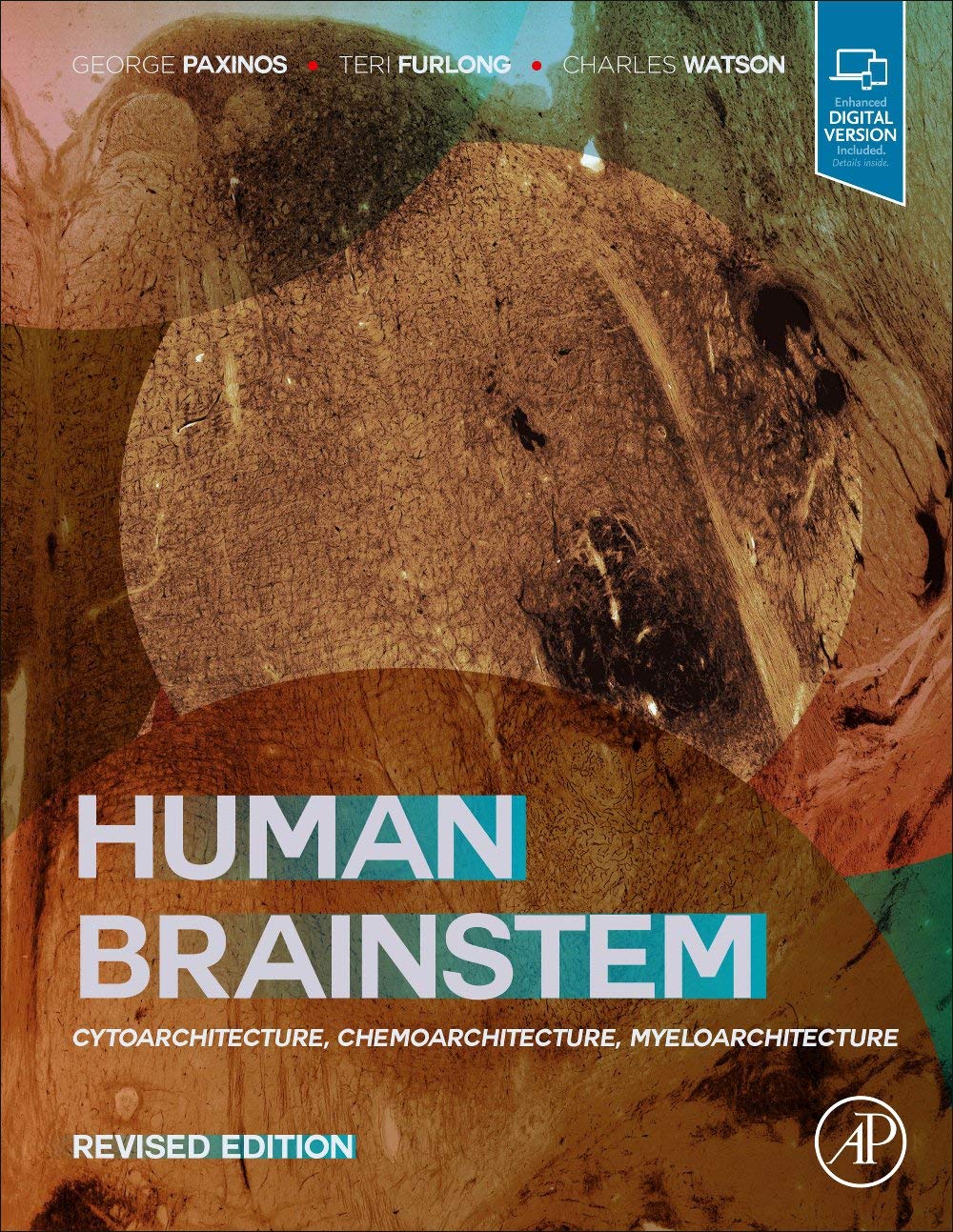Human Brainstem: Cytoarchitecture