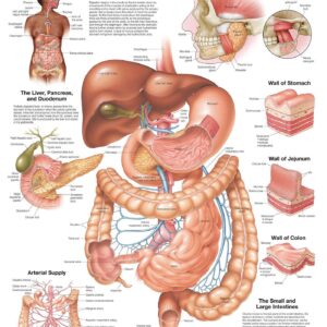 The Digestive System Anatomical Chart-ISBN: 9781975243265