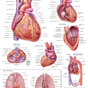 Anatomy of the Heart-ISBN: 9781496369598