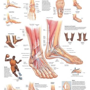 Foot and Ankle Anatomical Chart-ISBN: 9781975214197