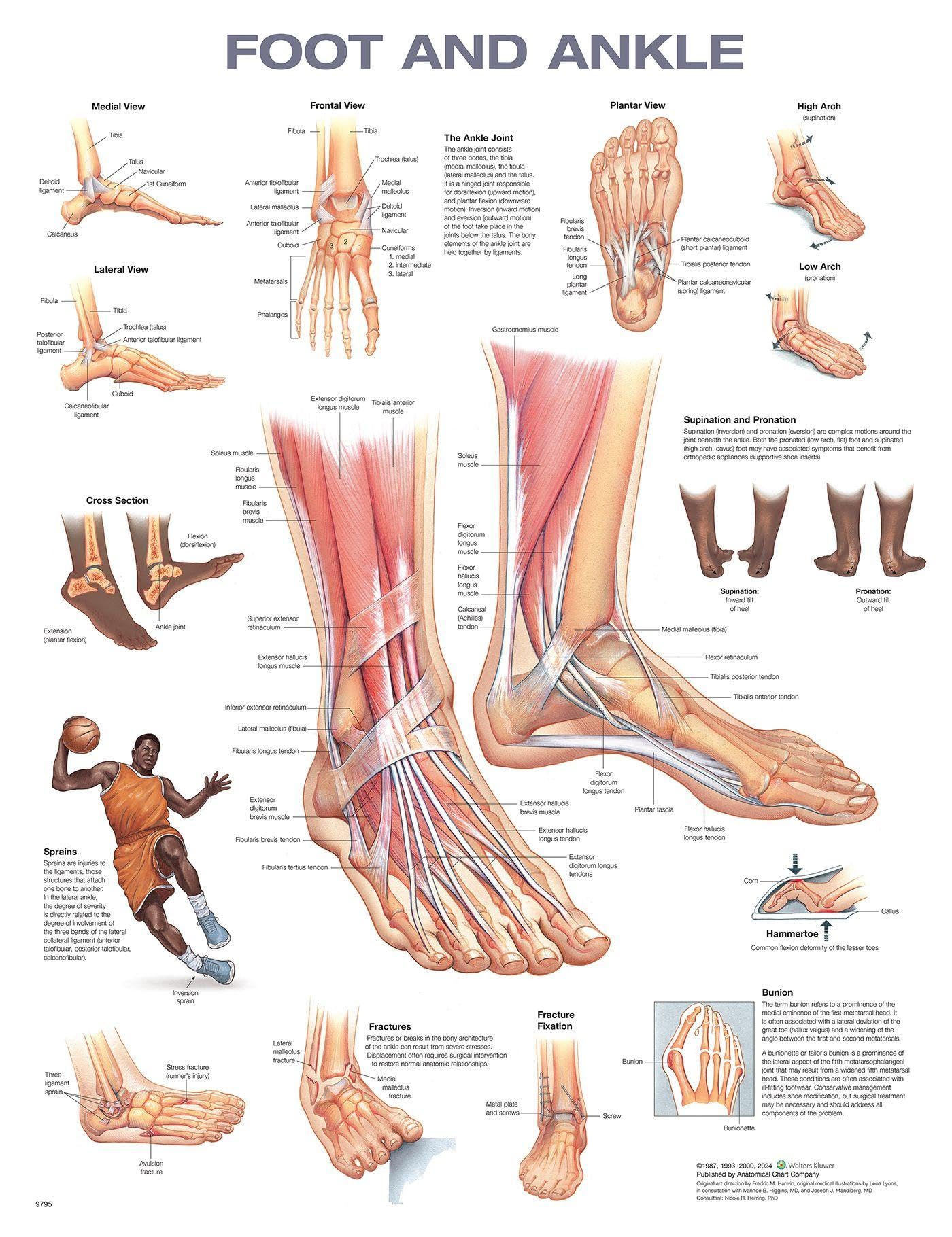 Foot and Ankle Anatomical Chart-ISBN: 9781975214197