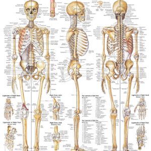 The Skeletal System Anatomical Chart-ISBN: 9781975180232