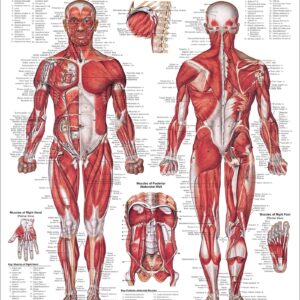 The Anatomical Male Muscular System Anatomical Chart-ISBN: 9781975180225