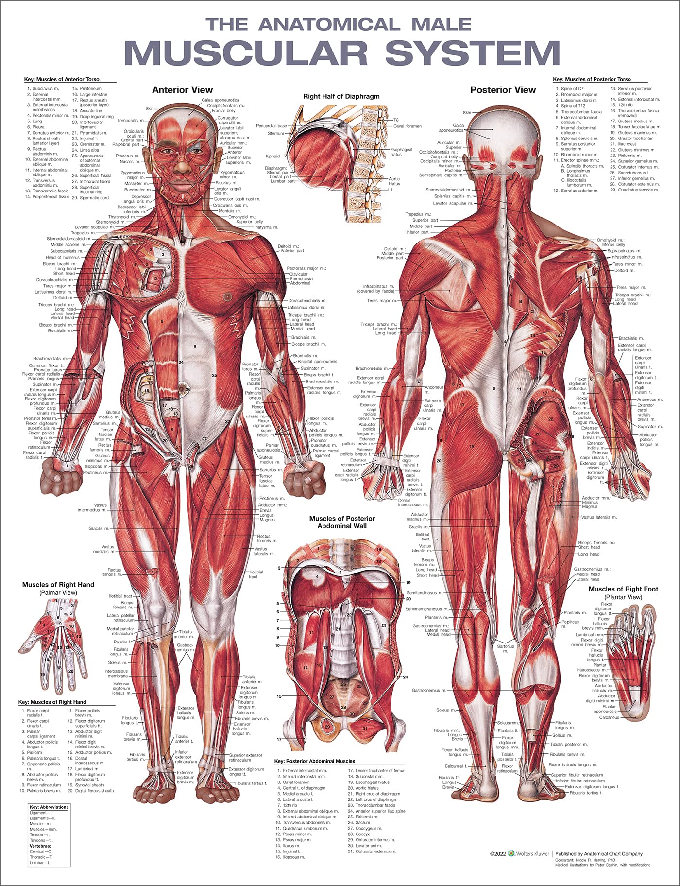 The Anatomical Male Muscular System Anatomical Chart-ISBN: 9781975180225