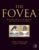 The Fovea: Structure, Function, Development, and Tractional Disorders