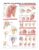 Anatomy and Injuries of the Shoulder Anatomical Chart for Study Room