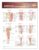 Joints of The Lower Extremities Anatomical Chart