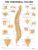 The Vertebral Column Anatomical Chart