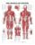 The Muscular System Giant Chart