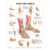 Foot and Ankle Anatomical Chart