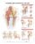 Anatomy and Injuries of The Hip Anatomical Chart