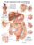 The Digestive System Anatomical Chart
