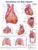 Anatomy of the Heart