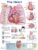 The Heart Anatomical Chart