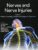 Nerves and Nerve Injuries: Vol 1: History, Embryology, Anatomy, Imaging, and Diagnostics